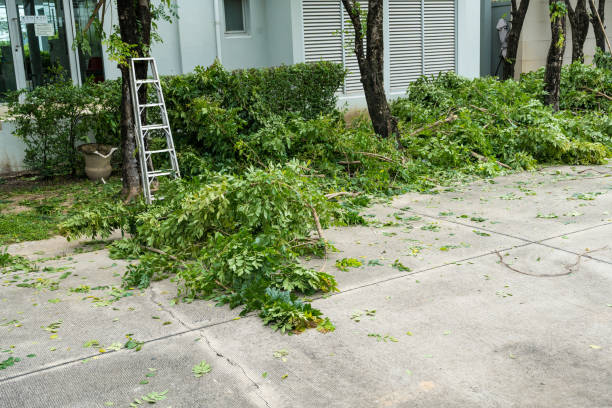 How Our Tree Care Process Works  in  Moss Point, MS